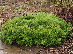 BUXUS MICROPHYLLA 'BADSEY KINGSVILLE'