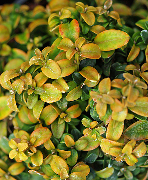 BUXUS MICROPHYLLA DWARF 'COMPACTA'