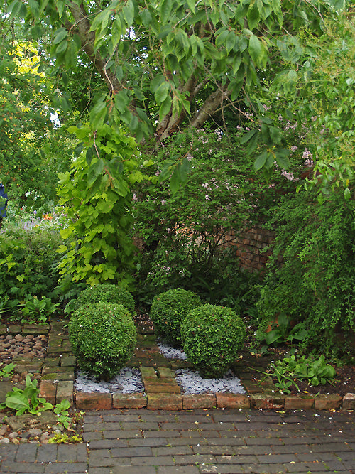 BUXUS SEMPERVIRENS 'SUFFRUTICOSA'