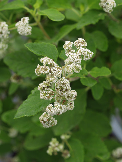 BYSTROPOGON CANARIENSE