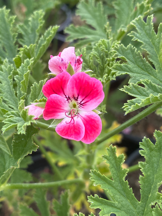 PELARGONIUM GRAVEOLENS BONTROSAI