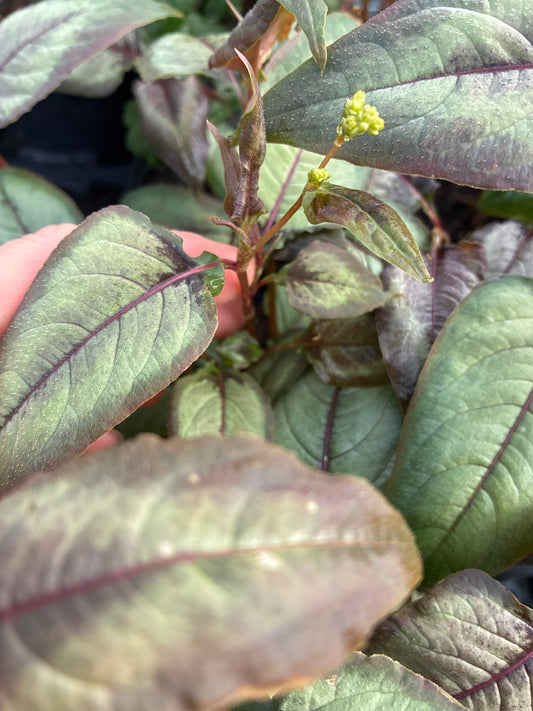 PERSICARIA RUNCINATA 'SILVER DRAGON'