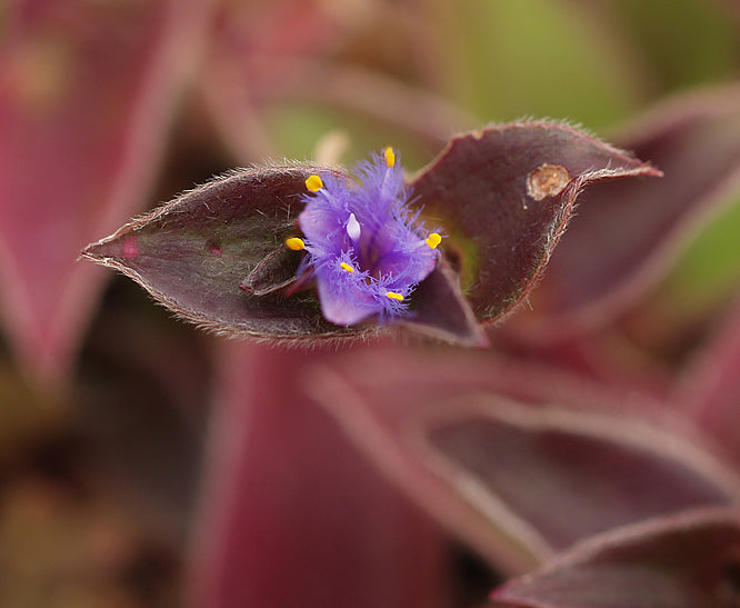 CYANOTIS BEDDOMEI 'COERULEUS'