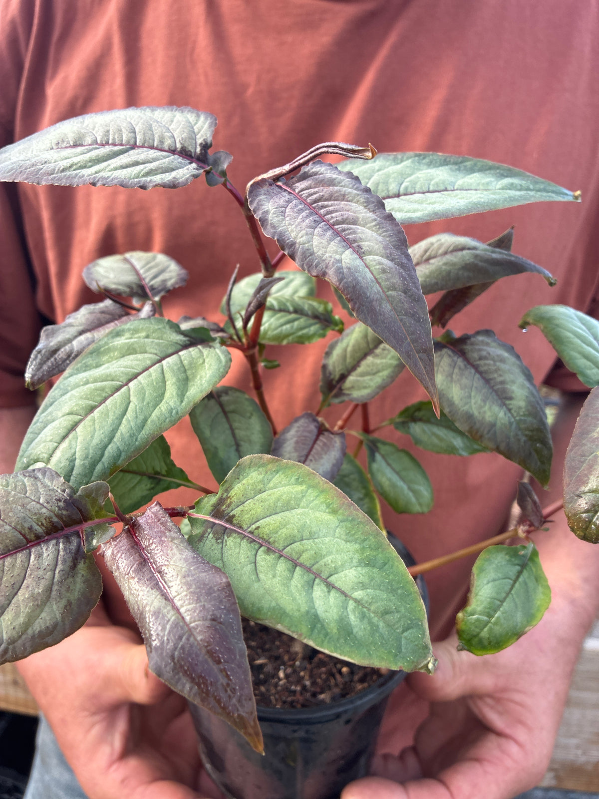 PERSICARIA RUNCINATA 'SILVER DRAGON'