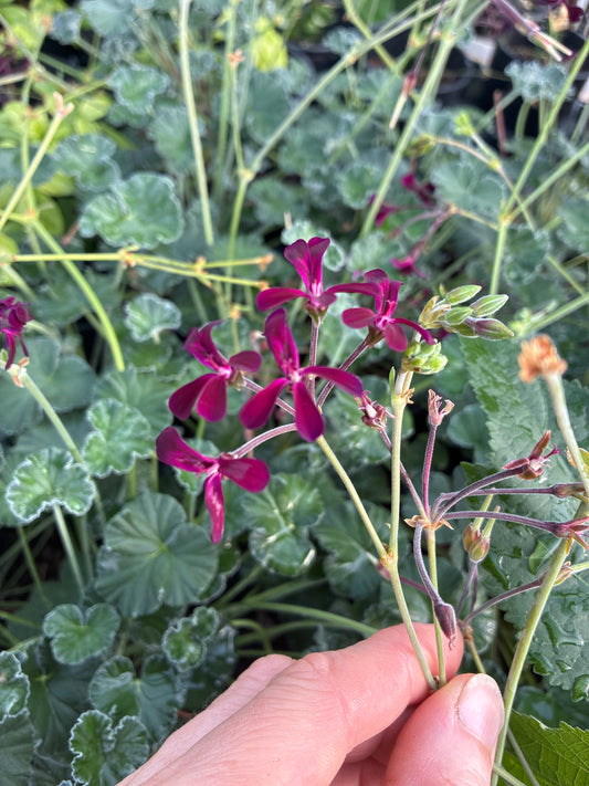 PELARGONIUM SIDOIDES