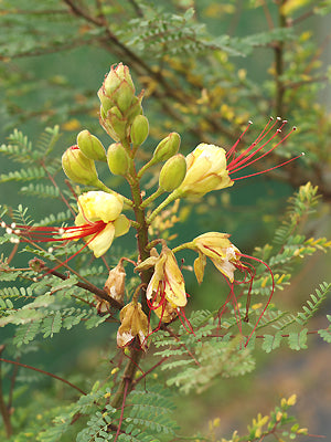CAESALPINIA GILLIESII RCB RA-N-1