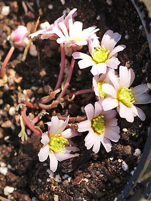 CALLIANTHEMUM ANEMONOIDES