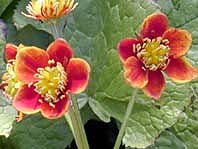 CALTHA PALUSTRIS var.BARTHEI
