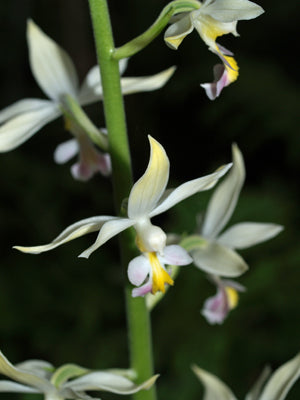 CALANTHE FARGESII