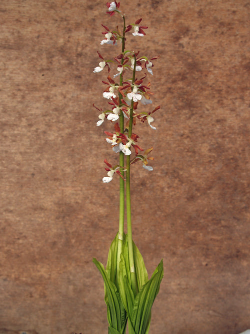 CALANTHE aff.STRICTA
