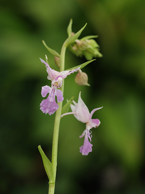 CALANTHE NIPPONICA