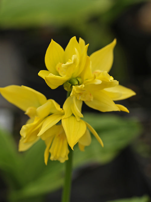 CALANTHE SIEBOLDII