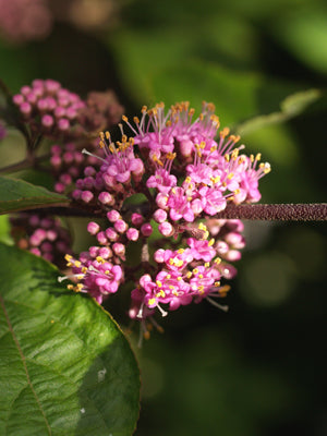 CALLICARPA BODINIERII 'PROFUSION'