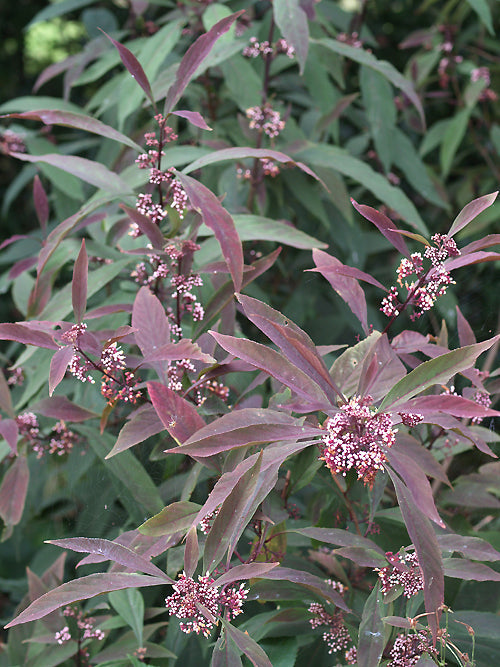 CALLICARPA FARGESII