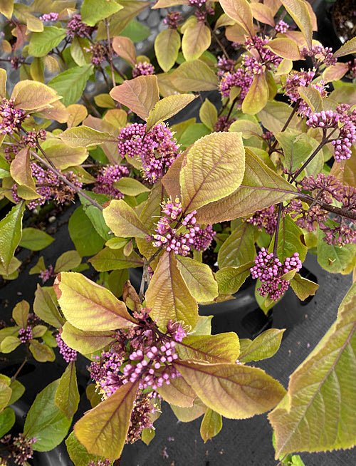 CALLICARPA AMERICANA 'IMPERIAL PEARL'