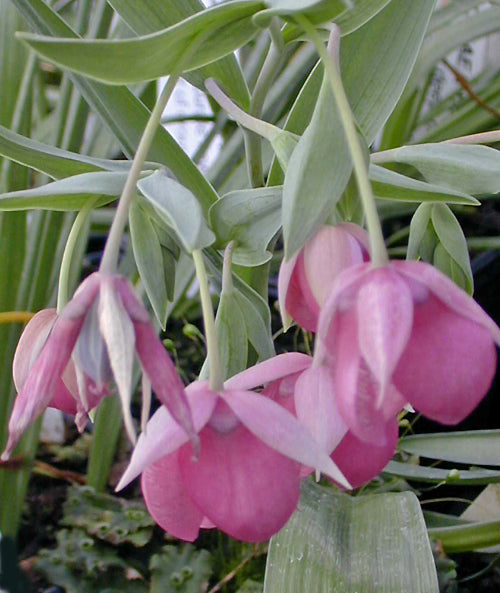 CALOCHORTUS AMOENUS