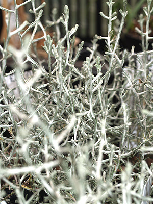 CALOCEPHALUS BROWNII 'CHALLENGE'