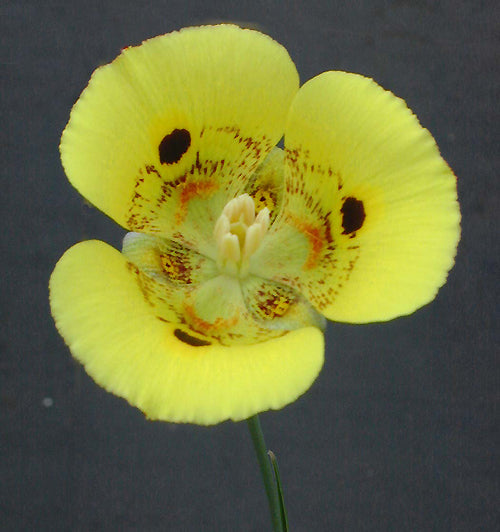 CALOCHORTUS LUTEUS x SUPERBUS