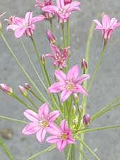 CALOSCORDUM NERINIFLORUM