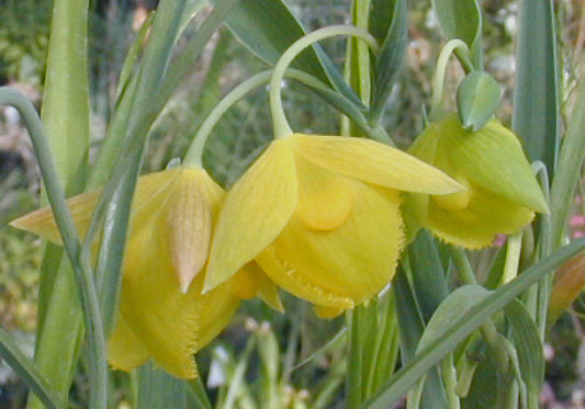 CALOCHORTUS PULCHELLUS JCA 1.174.500