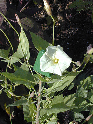 CALYSTEGIA MACROSTEGIA subsp.ARIDA NNS 04-85