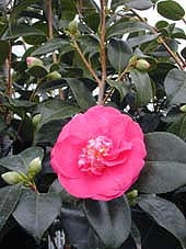 CAMELLIA JAPONICA 'AKASHIGATA'