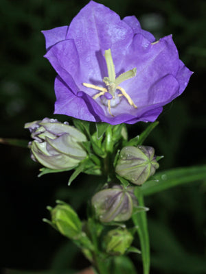CAMPANULA PERSICIFOLIA 'AZURE BEAUTY'