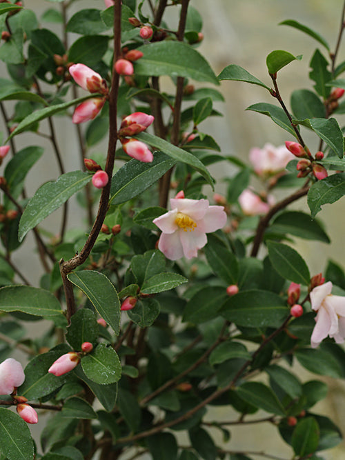 CAMELLIA CUSPIDATA 'FAIRY BLUSH'