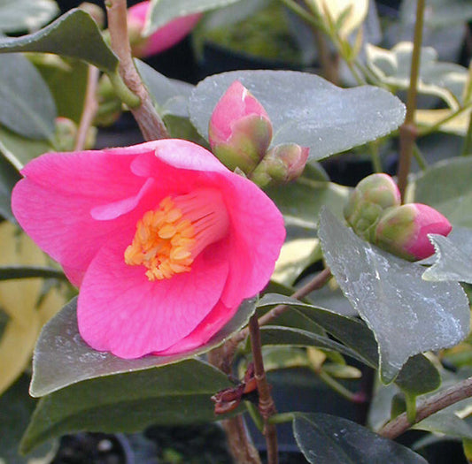 CAMELLIA 'CORNISH SPRING'