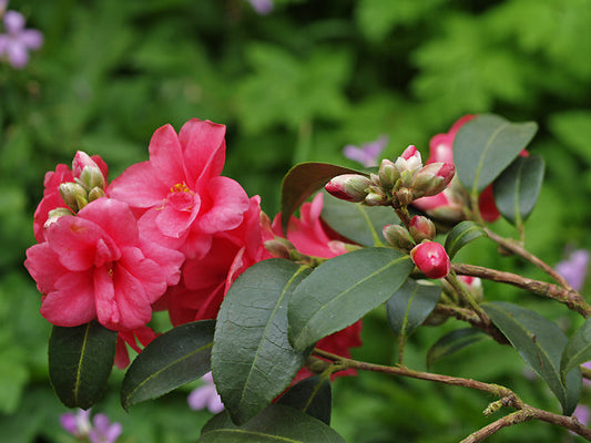 CAMELLIA CUSPIDATA 'FAIRY WAND'