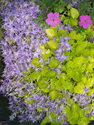 CAMPANULA GARGANICA 'DICKSON'S GOLD'
