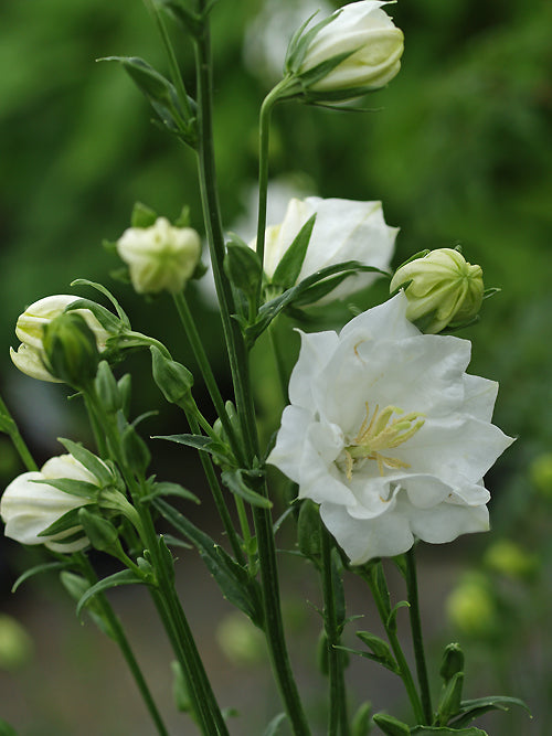 CAMPANULA PERSICIFOLIA 'FLEUR DE NEIGE'