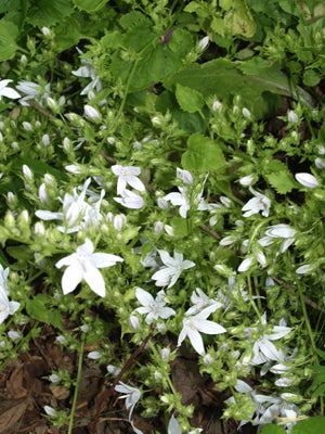 CAMPANULA POSCHARSKYANA 'E.H.FROST'