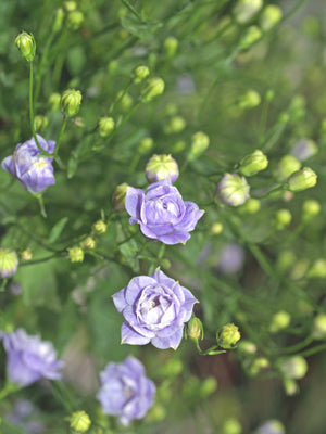 CAMPANULA x HAYLODGENSIS 'PLENA'