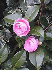 CAMELLIA JAPONICA 'KRAMER'S SUPREME'