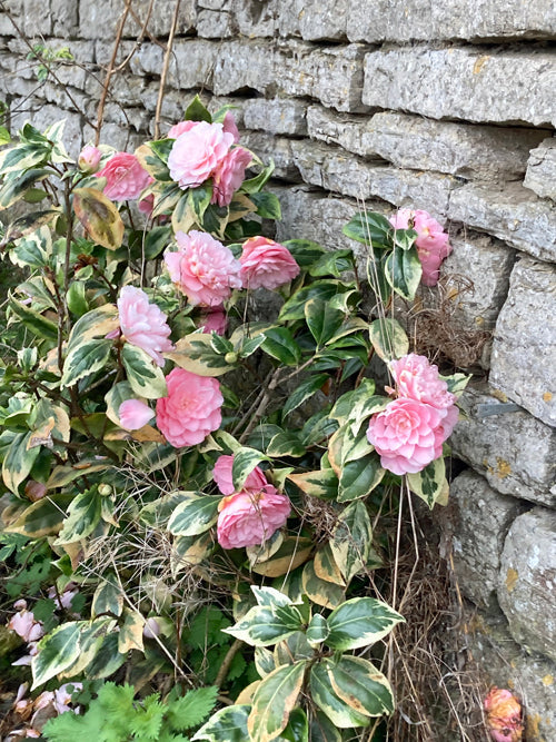 CAMELLIA JAPONICA 'KERGUELEN'
