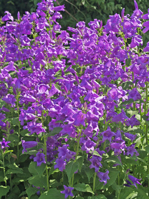 CAMPANULA LATIFOLIA 'BRANTWOOD'