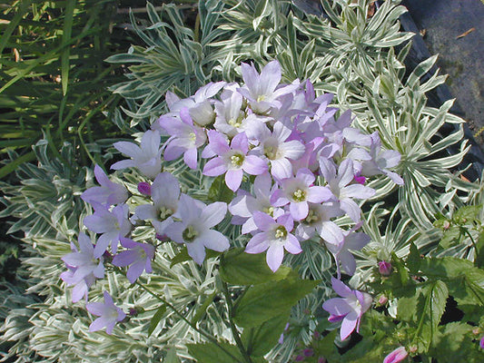 CAMPANULA LACTIFLORA dwarf pink