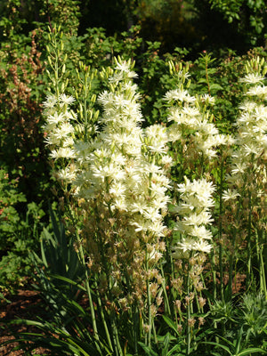CAMASSIA LEICHTLINII 'SEMIPLENA'