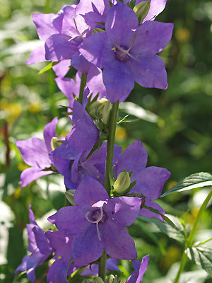 CAMPANULA LATILOBA