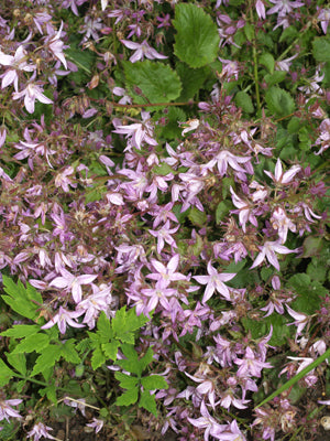 CAMPANULA POSCHARSKYANA 'LISDUGGAN'