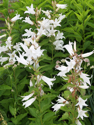 CAMPANULA LATIFOLIA var.MACRANTHA 'ALBA'