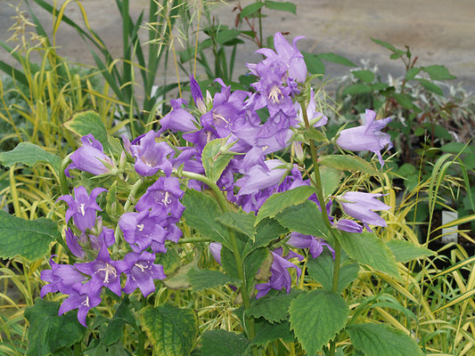 CAMPANULA LATIFOLIA var.MACRANTHA
