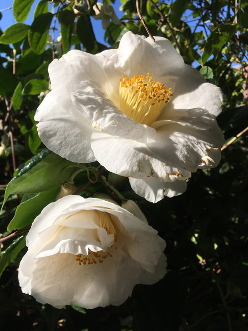 CAMELLIA JAPONICA 'LOVELIGHT'