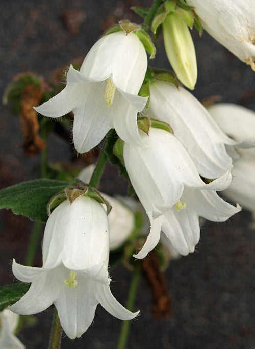 CAMPANULA MAKASCHVILII