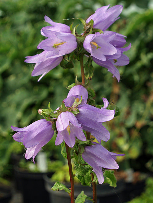 CAMPANULA MAKASCHVILII x TRACHELIUM