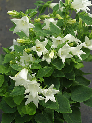 CAMPANULA 'MEVR. V. VOLLENHOVE'