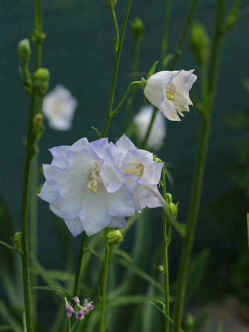 CAMPANULA PERSICIFOLIA 'FRANCES'