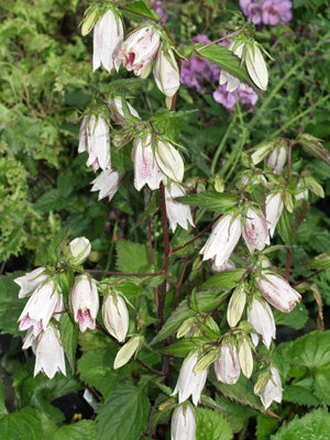 CAMPANULA PUNCTATA 'MILLENNIUM'