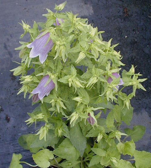 CAMPANULA PUNCTATA no name, variegated